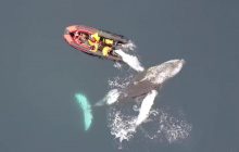 Кит вирішив пограти з човном, в якому були українські полярники: момент потрапив на відео