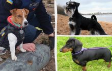 Добрые и игривые: ветеринар назвал пять популярных пород собак, которые живут дольше всех