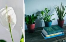 Чому взимку спатифілум не цвіте: експерти розкрили метод, який допоможе це виправити