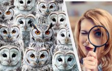 Усі бачать сов, і тільки 2% дуже уважних знайдуть чужинця: захоплива головоломка