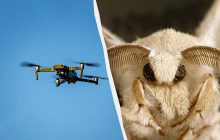 Вчені створили біогібридний дрон на основі антен метеликів: чим він кращий за звичайний