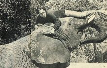 Позор Голливуда: как дикие животные превратили съемки блокбастера в битву за жизнь