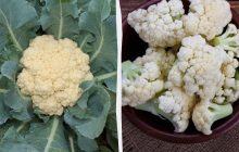 Головні переваги цвітної капусти: такої користі для здоров'я ви не очікували