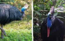 Австралийцы боятся этой птицы даже больше пауков и ядовитых змей: что о ней известно