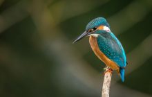 Учені знайшли скам'янілість віком 150 мільйонів років, яка переписала еволюцію птахів