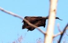 Палеонтологи обнаружили окаменелость гигантской белки-летяги возрастом 5 миллионов лет в неожиданном месте