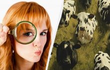 Усі бачать корів, і тільки дуже уважні знайдуть хитрого собаку за 7 секунд