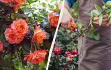 Куст будет в 2 раза пышнее, если обрезать розы в это время: хитрость от садовода