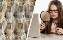 Каждый видит кроликов, и только единицы увидят кота за 8 секунд: очень сложная головоломка