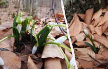 На Закарпатье зацвели первые подснежники: к ним ведет новый туристический маршрут (фото)