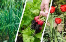 Эти овощи и цветы нужно посадить в первую очередь: список мартовских культур