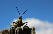 Биолог рассказал, как великая китайская династия была уничтожена из-за сверчков