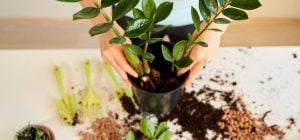 Як виростити заміокулькас: садівники розповіли про правила догляду