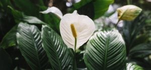 Експерти назвали ідеальне місце для спатифілуму - цвістиме цілий рік