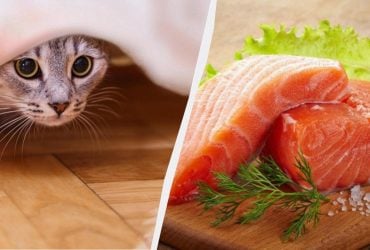 Можно ли котам лосось: диетолог дала точный ответ