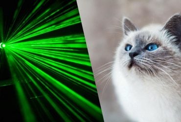 Для них это не игра: эксперт объяснила, почему кошки гоняются за лазером