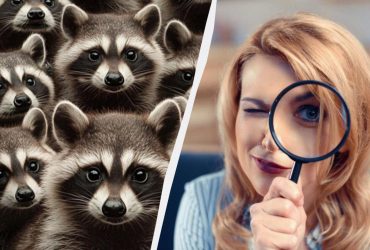 Треба за 7 секунд знайти дивака, який сховався серед єнотів: дивовижна оптична ілюзія