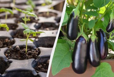 Баклажаны на рассаду нужно сеять в эти даты: благоприятные дни в феврале
