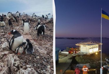 Рідкісний момент біля Академіка Вернадського: полярники показали унікальну родину пінгвінів