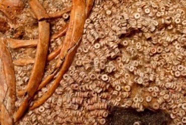 В Испании нашли древнюю гробницу с 270 тысячами бусин