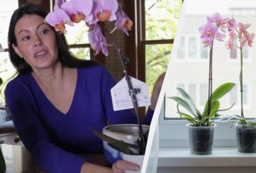 Садівник поділилася простою технікою поливу орхідей, щоб вони зацвіли навесні