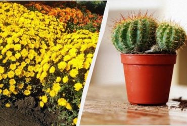 Капризные и недолговечные: 9 растений, которые не подходят для дома