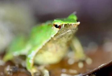 Рідкісні жаби-татусі пройшли величезний шлях, щоб народити у Великій Британії