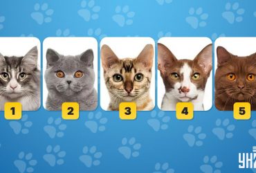 Насколько хорошо у вас работает интуиция: простой психологический тест