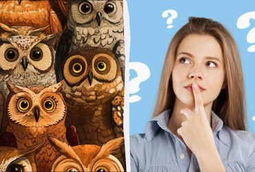 Все видят сов, а надо найти курицу за 7 секунд: удивительная оптическая иллюзия