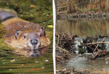 Бобри за два дні побудували греблю там, де люди не змогли цього зробити з 2018 року