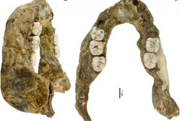 Челюсть возрастом 1,4 миллиона лет оказалась принадлежащей ранее не виданному родственнику человека
