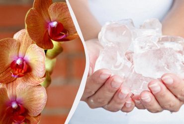 Этот способ полива поможет орхидеям цвести дольше, чем вы ожидали