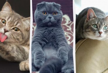 Милі та добрі: 5 порід котів, які підкорять ваше серце