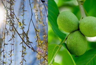 Які дерева ніколи не слід садити біля будинку