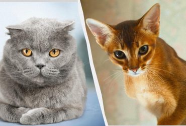 Ласкаві та товариські: 5 найкращих порід короткошерстих кішок