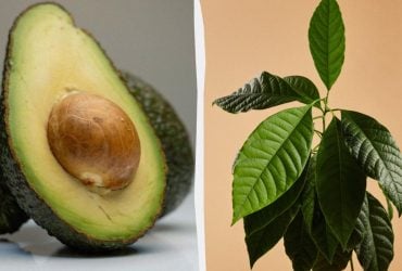 Вырастить экзотическое авокадо дома - реально: садоводы дали подробную инструкцию