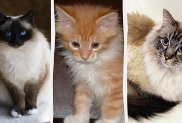 Названо 5 найспокійніших порід котів, які принесуть у дім гармонію та затишок