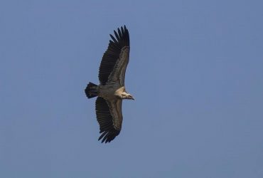 Цифра може здивувати: дослідники відповіли, наскільки високо може злетіти птах