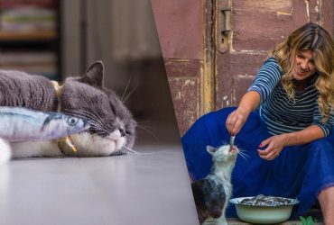 Чи корисно котам їсти рибу: ветеринар назвала важливий нюанс у харчуванні цих тваринок