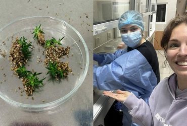 У чому суперсила антарктичних рослин: науковці наблизилися до розгадки таємниці