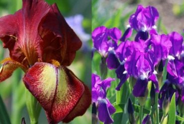 Можно ли сажать ирисы весной: садоводы дали точный ответ и поделились советами