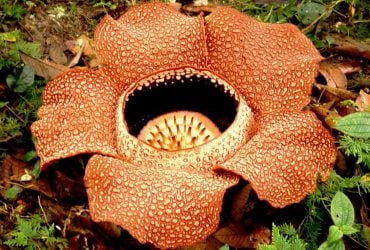 Источает резкий аромат и весит 9 килограммов: какой цветок является самым большим в мире