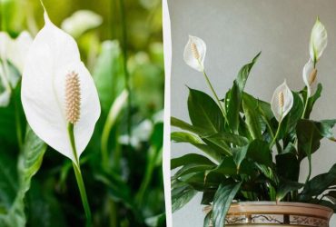 Что делать, чтобы цвело женское счастье: советы эксперта спасут ваш спатифиллум
