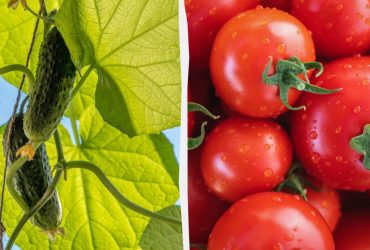 Які овочі найкраще ростуть після огірків: корисні рекомендації