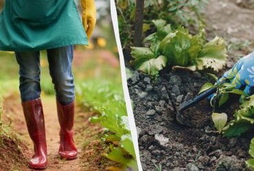 Эти культуры нельзя сажать после горчицы: никакого урожая не будет