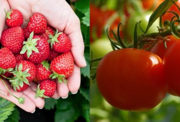 Какие культуры нельзя сажать после клубники и чем это грозит: фатальные ошибки садоводов