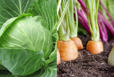 Які культури ідеально ростуть після капусти: ТОП-6 вдалих посадок