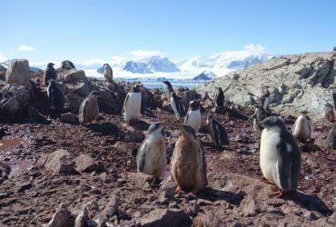 Чудо Антарктики: рядом с уникальной тройней пингвинят поселилась необычная семья (фото)