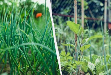 Грядка після цибулі: які культури не приживуться і що садити замість них