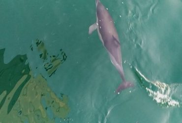 Пограничники показали, как дельфины сопровождают их на задании (видео)